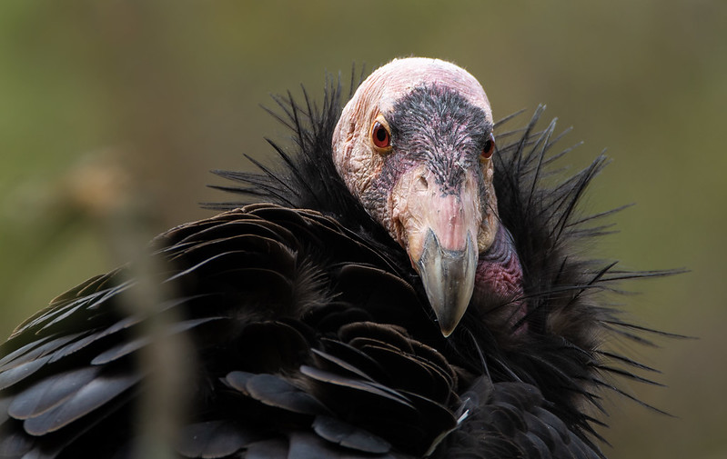 Virgin bird birth in condors, and basic errors with alkaline water